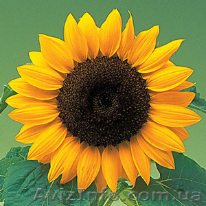 Кондитерская Семечка оптом - <ro>Изображение</ro><ru>Изображение</ru> #1, <ru>Объявление</ru> #969810