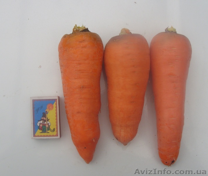 Морковь абака,опт, цена договорная  - <ro>Изображение</ro><ru>Изображение</ru> #1, <ru>Объявление</ru> #981265