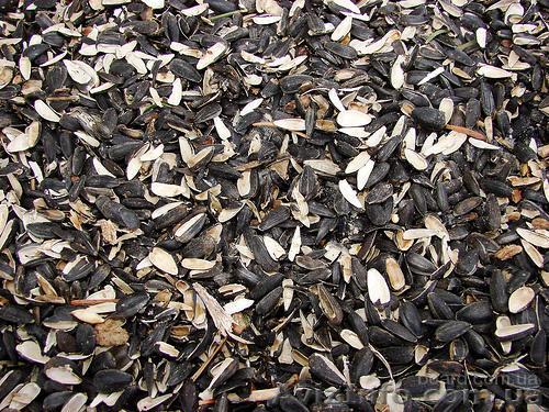 отходы подсолнечника - <ro>Изображение</ro><ru>Изображение</ru> #1, <ru>Объявление</ru> #990689