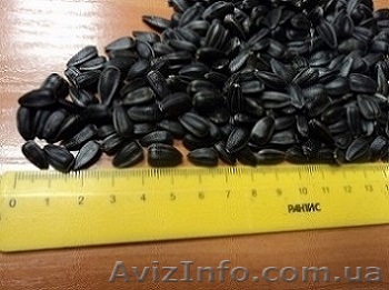 семечка кондитерская цена производителя - <ro>Изображение</ro><ru>Изображение</ru> #1, <ru>Объявление</ru> #994540