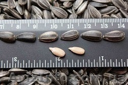 семечка калиброванная - <ro>Изображение</ro><ru>Изображение</ru> #1, <ru>Объявление</ru> #995264