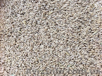 голозёрный овёс  - <ro>Изображение</ro><ru>Изображение</ru> #1, <ru>Объявление</ru> #996519