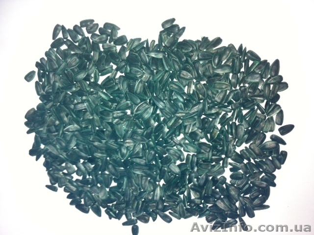 семена подсолнечника, супер стойкий к засухе сорт Тайфун - <ro>Изображение</ro><ru>Изображение</ru> #1, <ru>Объявление</ru> #1011005