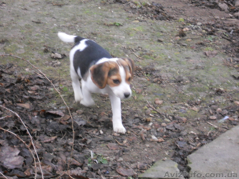  продается Биглюшка  - <ro>Изображение</ro><ru>Изображение</ru> #1, <ru>Объявление</ru> #1022938