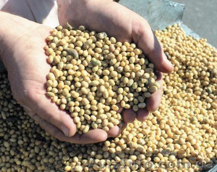 продам семена сои, ранний сорт стойкий к обработке Раундапом - <ro>Изображение</ro><ru>Изображение</ru> #1, <ru>Объявление</ru> #1034757