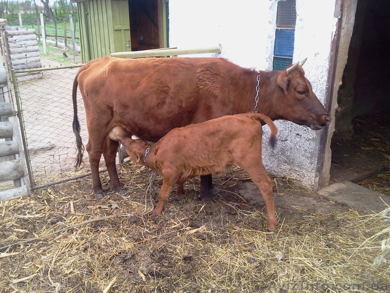 продам корову Херсонская обл, Цюрупинский район село Костогрізово                - <ro>Изображение</ro><ru>Изображение</ru> #1, <ru>Объявление</ru> #1109575