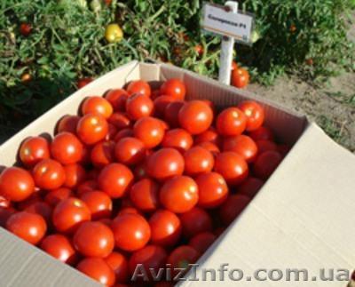 Продам Помидоры опт.. с поля.. Солероссо .. средний  - <ro>Изображение</ro><ru>Изображение</ru> #1, <ru>Объявление</ru> #1121573