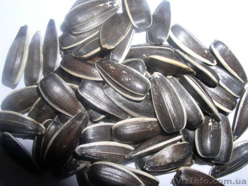 калиброванная кондитерская семечка - <ro>Изображение</ro><ru>Изображение</ru> #1, <ru>Объявление</ru> #1149761