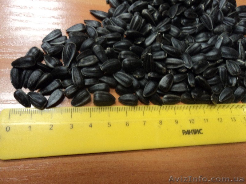 Семечка калиброванная оптом - <ro>Изображение</ro><ru>Изображение</ru> #1, <ru>Объявление</ru> #1149130