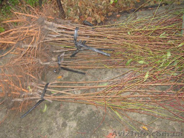 саженцы морозостойких сортов персика канадской селекции - <ro>Изображение</ro><ru>Изображение</ru> #1, <ru>Объявление</ru> #1160776