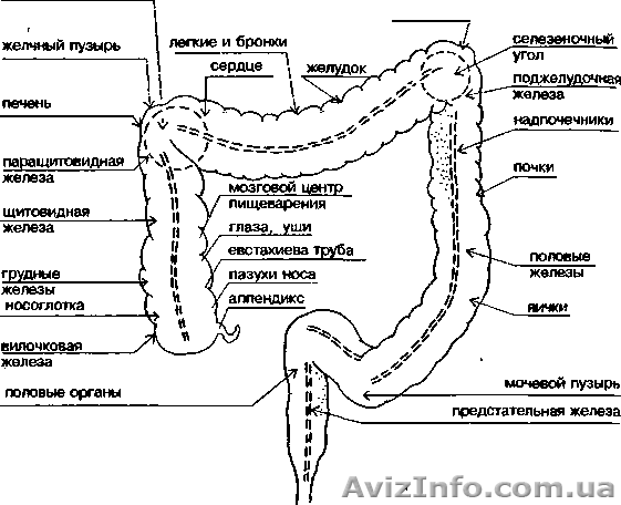 Гидроколонотерапия с озонированием - <ro>Изображение</ro><ru>Изображение</ru> #1, <ru>Объявление</ru> #1183904