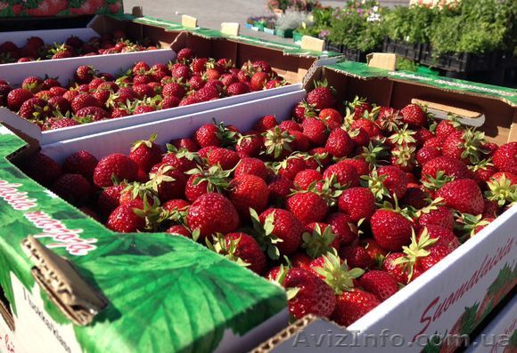 Ящики для клубники - <ro>Изображение</ro><ru>Изображение</ru> #1, <ru>Объявление</ru> #1257197