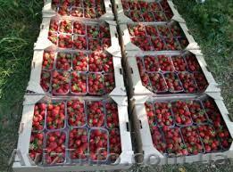 Тара для клубники - <ro>Изображение</ro><ru>Изображение</ru> #1, <ru>Объявление</ru> #1257204