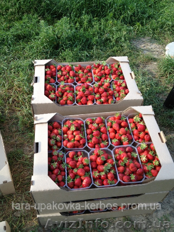Упаковка для клубники - <ro>Изображение</ro><ru>Изображение</ru> #1, <ru>Объявление</ru> #1257206