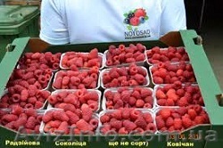 Ящики для Малины - <ro>Изображение</ro><ru>Изображение</ru> #1, <ru>Объявление</ru> #1257218