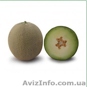 Семена дыни KS 7044 F1 фирмы Китано - <ro>Изображение</ro><ru>Изображение</ru> #1, <ru>Объявление</ru> #1279043