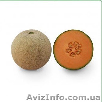 Семена дыни KS 7049 F1 фирмы Китано - <ro>Изображение</ro><ru>Изображение</ru> #1, <ru>Объявление</ru> #1277195