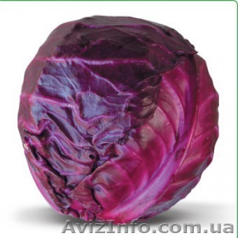 Семена краснокочанной капусты KIOTO F1 / КИОТО F1 фирмы Китано - <ro>Изображение</ro><ru>Изображение</ru> #1, <ru>Объявление</ru> #1277190