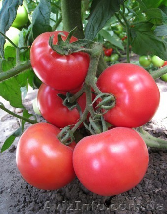 Семена розового томата KS 14 F1 - <ro>Изображение</ro><ru>Изображение</ru> #1, <ru>Объявление</ru> #1278780