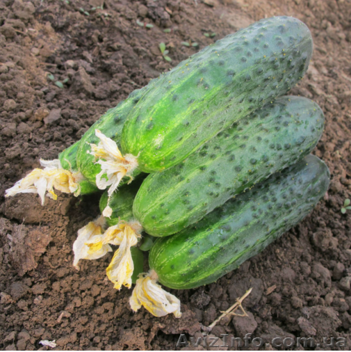 Семена огурцов оптом и в розницу  оптом и в розницу - <ro>Изображение</ro><ru>Изображение</ru> #1, <ru>Объявление</ru> #1348746