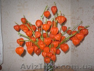 Продам саженцы физалиса декоративного. - <ro>Изображение</ro><ru>Изображение</ru> #1, <ru>Объявление</ru> #1362521