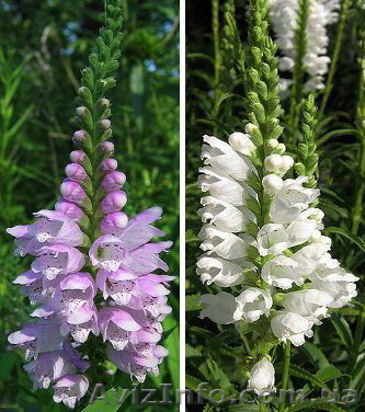 Продам саженцы физостегии виргинской розовой и белой. - <ro>Изображение</ro><ru>Изображение</ru> #1, <ru>Объявление</ru> #1364951