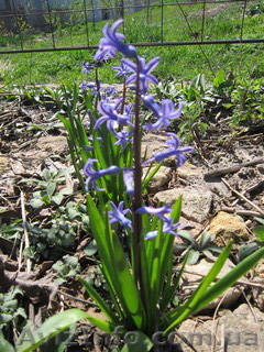 Продам луковицы гиацинтов. - <ro>Изображение</ro><ru>Изображение</ru> #1, <ru>Объявление</ru> #1364908