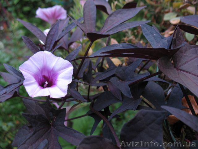 Продам укорененные черенки ипомеи батат Sweet Caroline Purple. - <ro>Изображение</ro><ru>Изображение</ru> #1, <ru>Объявление</ru> #1364915