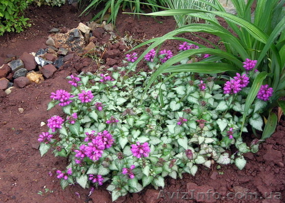 Продам саженцы яснотки мраморной – почвопокровное растение. - <ro>Изображение</ro><ru>Изображение</ru> #1, <ru>Объявление</ru> #1364957