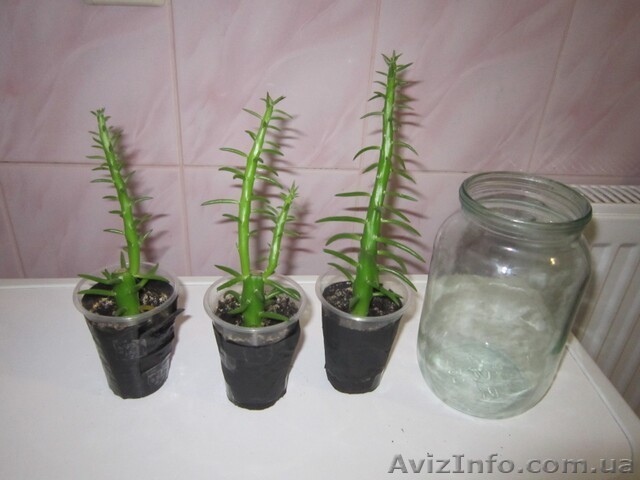 Продам кактус с мягкими колючками. - <ro>Изображение</ro><ru>Изображение</ru> #1, <ru>Объявление</ru> #1364923