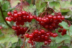 Продам саженцы калины. - <ro>Изображение</ro><ru>Изображение</ru> #1, <ru>Объявление</ru> #1364927