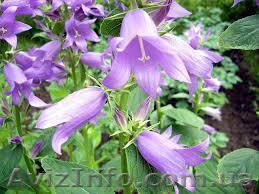 Продам саженцы колокольчика рапунцелевидного. - <ro>Изображение</ro><ru>Изображение</ru> #1, <ru>Объявление</ru> #1364930