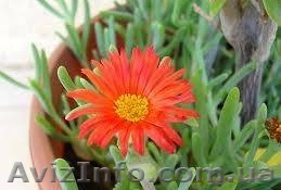 Продам саженцы лампрантуса (суккулент). - <ro>Изображение</ro><ru>Изображение</ru> #1, <ru>Объявление</ru> #1364933