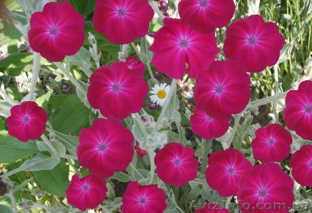 Продам саженцы: лихнис корончатый. - <ro>Изображение</ro><ru>Изображение</ru> #1, <ru>Объявление</ru> #1364934