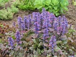 Продам саженцы живучки ползучей. - <ro>Изображение</ro><ru>Изображение</ru> #1, <ru>Объявление</ru> #1364919