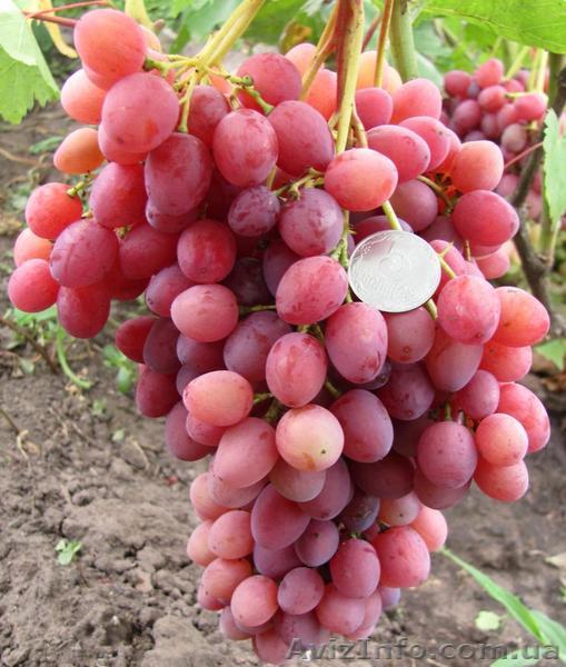 САЖЕНЦЫ СТОЛОВЫХ СОРТОВ ВИНОГРАДА - <ro>Изображение</ro><ru>Изображение</ru> #1, <ru>Объявление</ru> #1396507