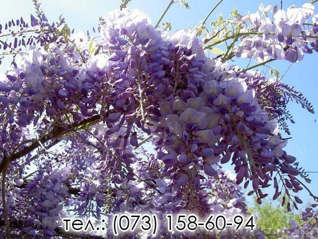 Саженцы морозоустойчивой Глицинии почтой по Украине - <ro>Изображение</ro><ru>Изображение</ru> #1, <ru>Объявление</ru> #1507966