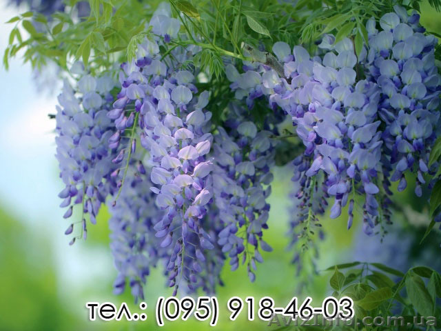 Свежие саженцы Вистерии купить - <ro>Изображение</ro><ru>Изображение</ru> #1, <ru>Объявление</ru> #1508073