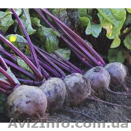 Семена свеклы столовой оптом и в розницу компании Lucky Seed - <ro>Изображение</ro><ru>Изображение</ru> #1, <ru>Объявление</ru> #1534550