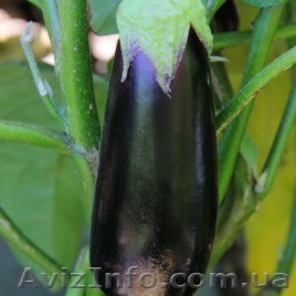 Семена баклажан оптом и в розницу компании Lucky Seed - <ro>Изображение</ro><ru>Изображение</ru> #1, <ru>Объявление</ru> #1534063