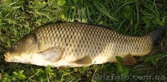 Куплю карп чешуйчастый от 1 кг - <ro>Изображение</ro><ru>Изображение</ru> #1, <ru>Объявление</ru> #1533161