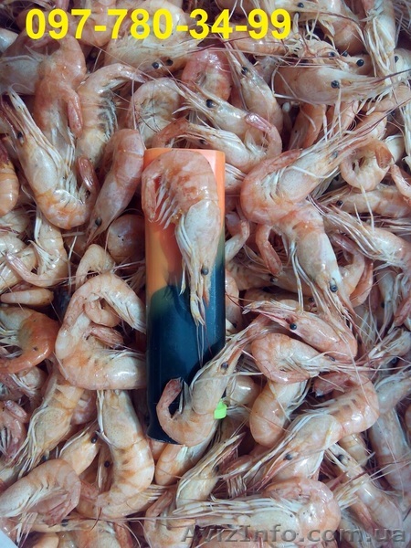 продается гамуз креветка  - <ro>Изображение</ro><ru>Изображение</ru> #1, <ru>Объявление</ru> #1552130