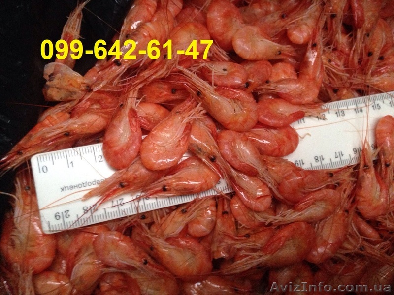 Средня креветка  - <ro>Изображение</ro><ru>Изображение</ru> #1, <ru>Объявление</ru> #1552136