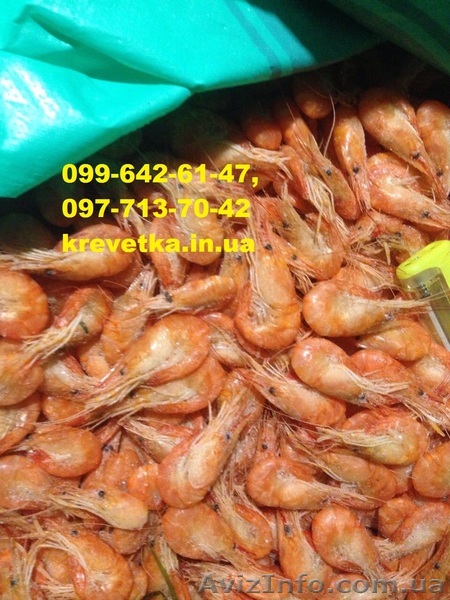 Крупная азовская креветка (кабан) - <ro>Изображение</ro><ru>Изображение</ru> #1, <ru>Объявление</ru> #1552117