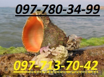 продается рапана,рапан  - <ro>Изображение</ro><ru>Изображение</ru> #1, <ru>Объявление</ru> #1552131