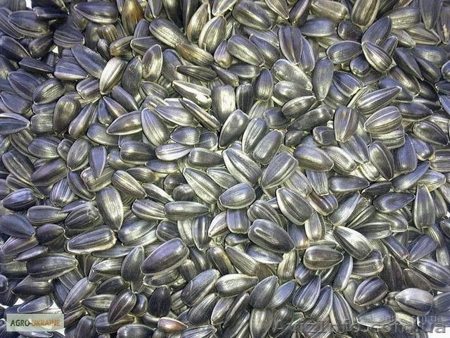 Калиброваный подсолнух. - <ro>Изображение</ro><ru>Изображение</ru> #1, <ru>Объявление</ru> #1568311