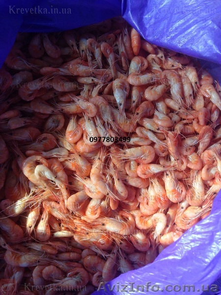 Креветка купить  - <ro>Изображение</ro><ru>Изображение</ru> #1, <ru>Объявление</ru> #1604832
