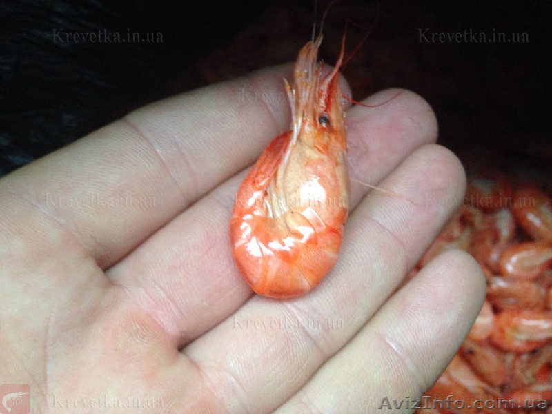 Креветка на корм для рыбок - <ro>Изображение</ro><ru>Изображение</ru> #1, <ru>Объявление</ru> #1604822