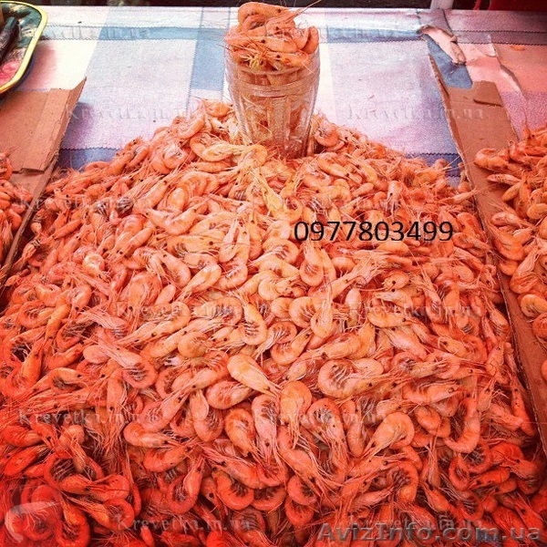 Черноморская мелкая креветка - <ro>Изображение</ro><ru>Изображение</ru> #1, <ru>Объявление</ru> #1604783