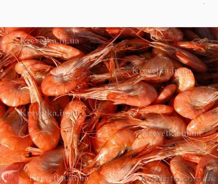 Гамуз креветка - <ro>Изображение</ro><ru>Изображение</ru> #1, <ru>Объявление</ru> #1604845